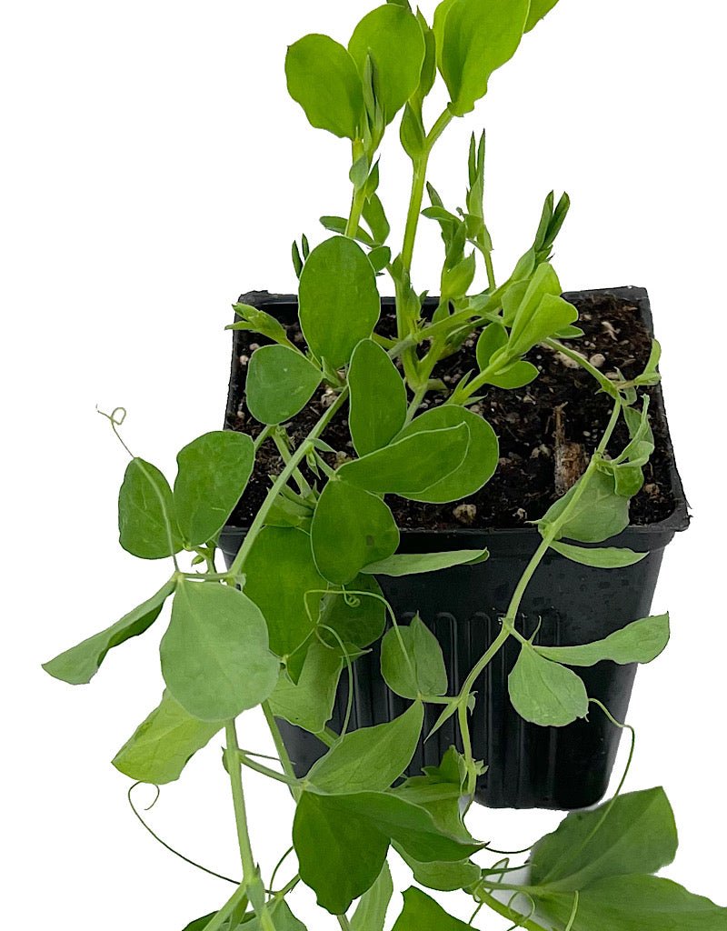 Sweet Pea 'Knee High Mix' 4 Inch - The Garden Corner