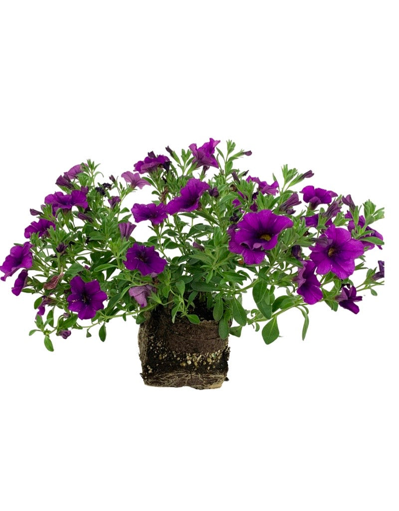 Calibrachoa 'Aloha Kona Dark Lavender'