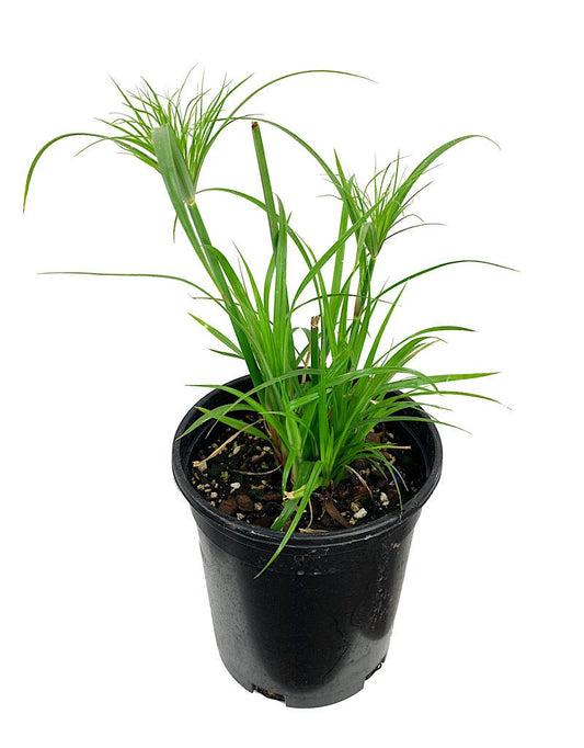 Cyperus papyrus 'King Tut' - The Garden Corner