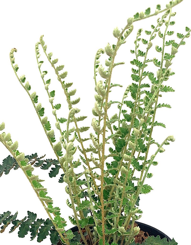Cheilanthes a. 'Wavy Cloak' 1 Gallon - The Garden Corner