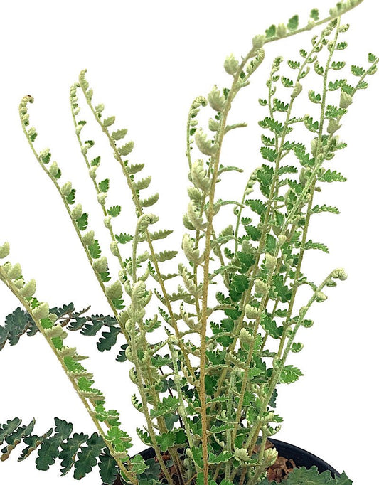 Cheilanthes a. 'Wavy Cloak' 1 Gallon - The Garden Corner