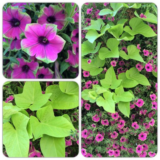 Our Passion Basket - Pre-Order - Annuals