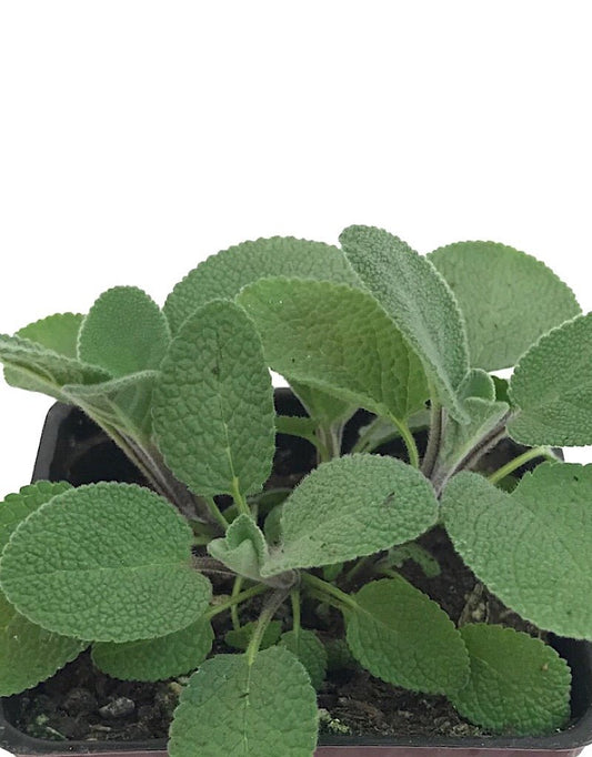 Sage 'Berggarten' 4 Inch - The Garden Corner
