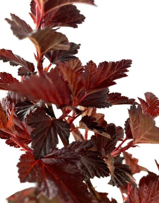 Physocarpus opulifolius 'Black Jack' - The Garden Corner