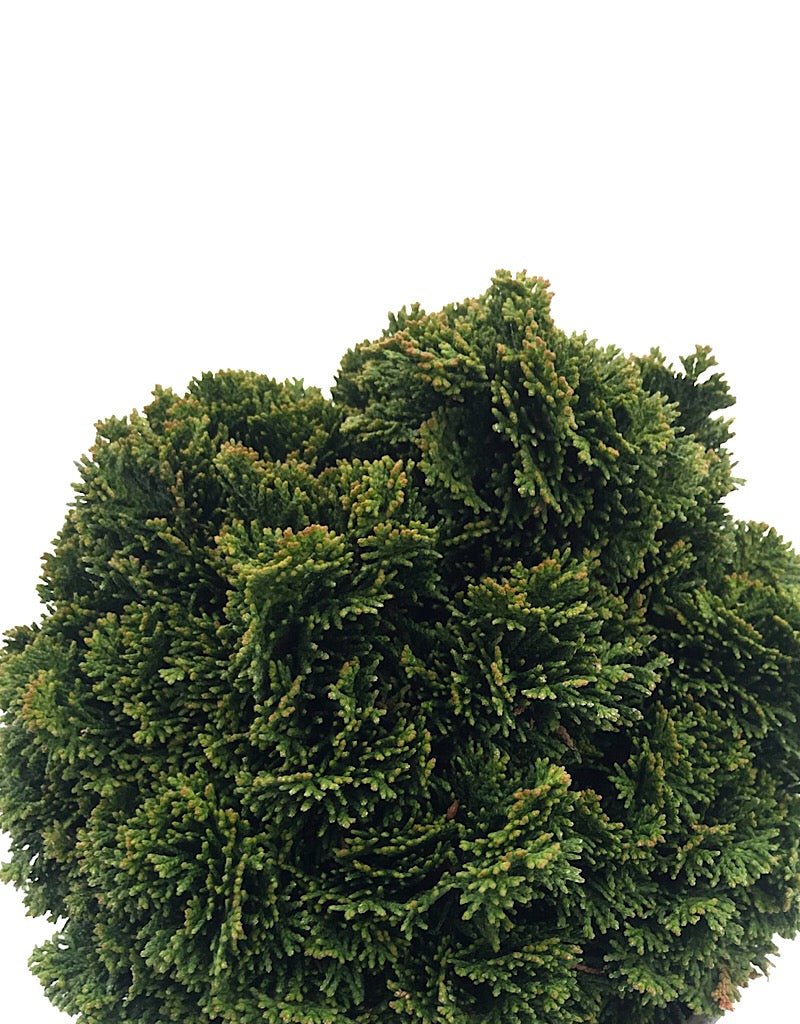 Cham. obtusa 'Nana' - 1 gal - The Garden Corner