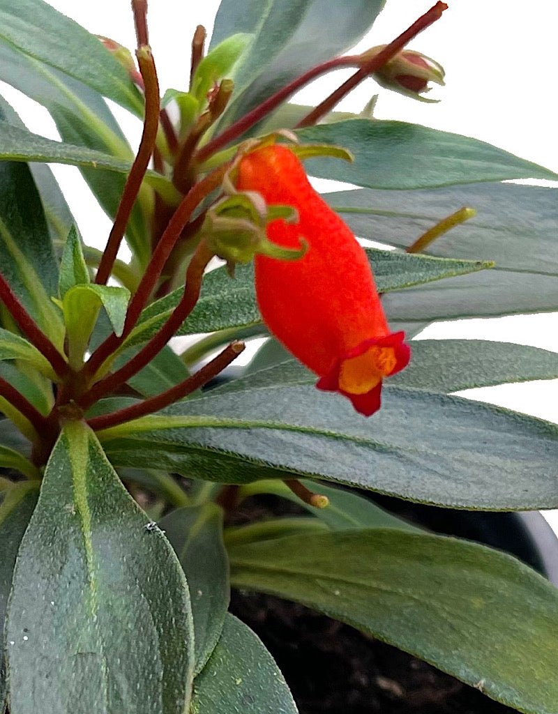 Gloxinia sylvatica 'Bolivian Sunset' Quart - The Garden Corner