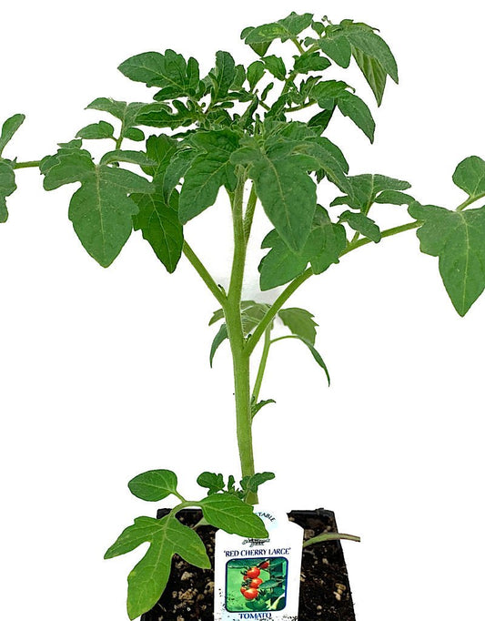 Tomato 'Red Cherry Large' 4 Inch - The Garden Corner