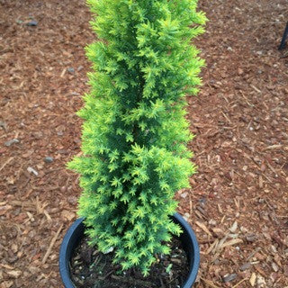 Cham. lawsoniana 'Treasure Island',- 1 gal