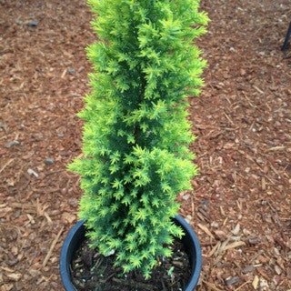 Cham. lawsoniana 'Treasure Island', - 1 gal - The Garden Corner