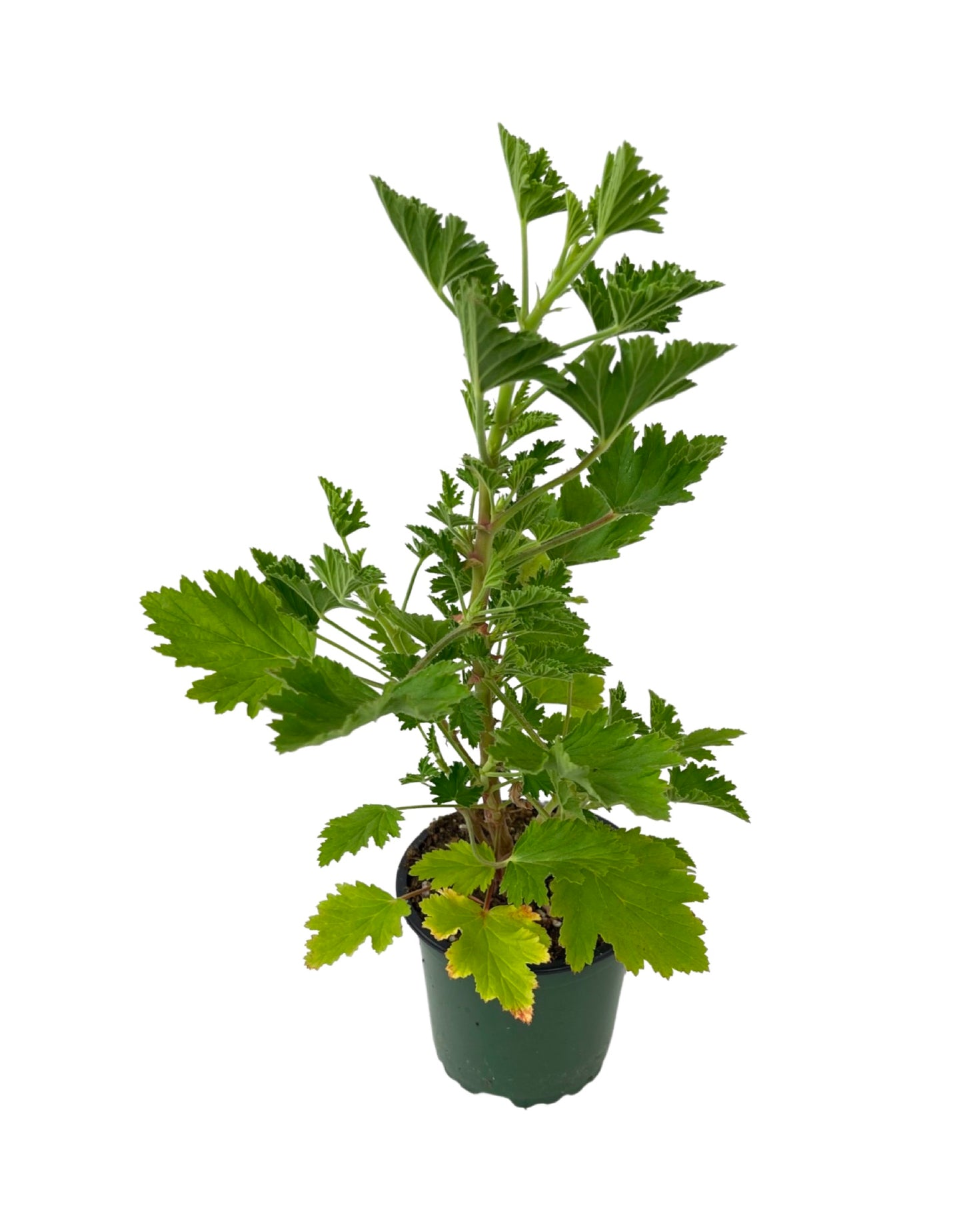 Pelargonium citronella 4 Inch - The Garden Corner