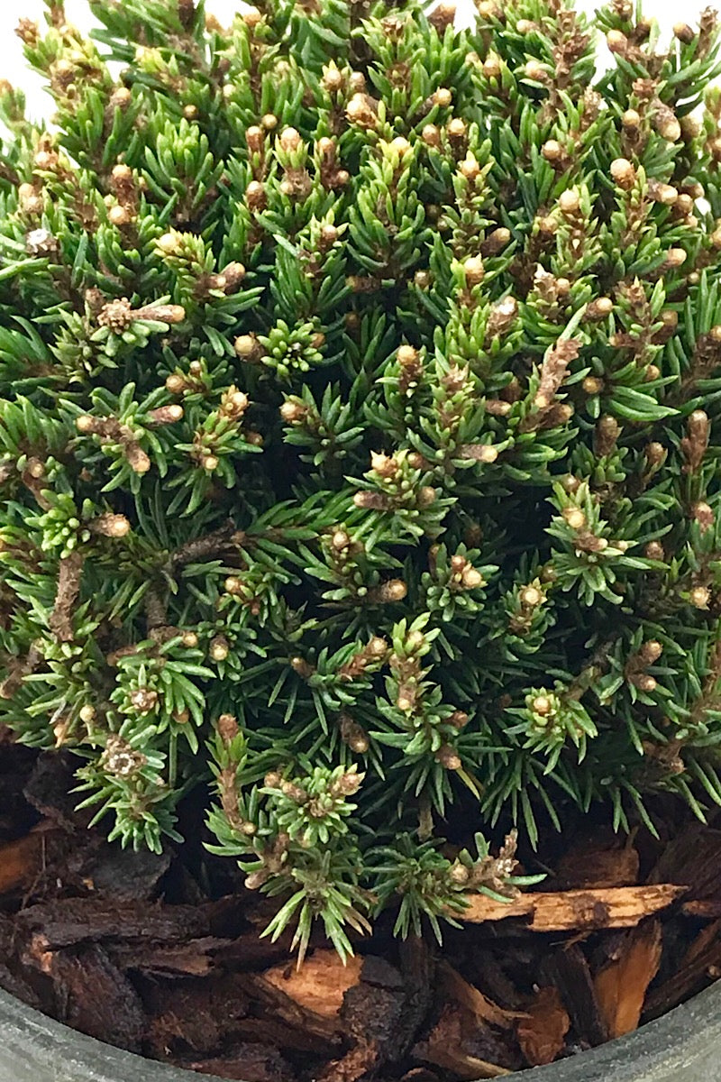 Picea glauca 'Blue Planet' 4 inch