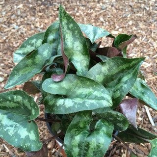 Asarum splendens Quart - The Garden Corner