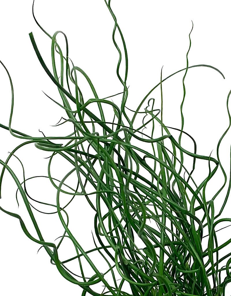 Juncus Effusus 'Twister' 4 inch - The Garden Corner