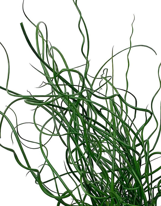 Juncus Effusus 'Twister' 4 inch - The Garden Corner