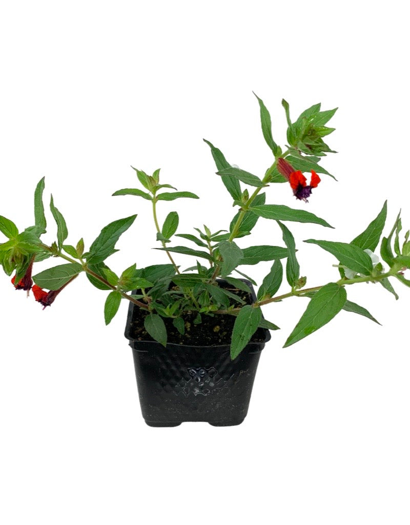 Cuphea 'Firecracker'