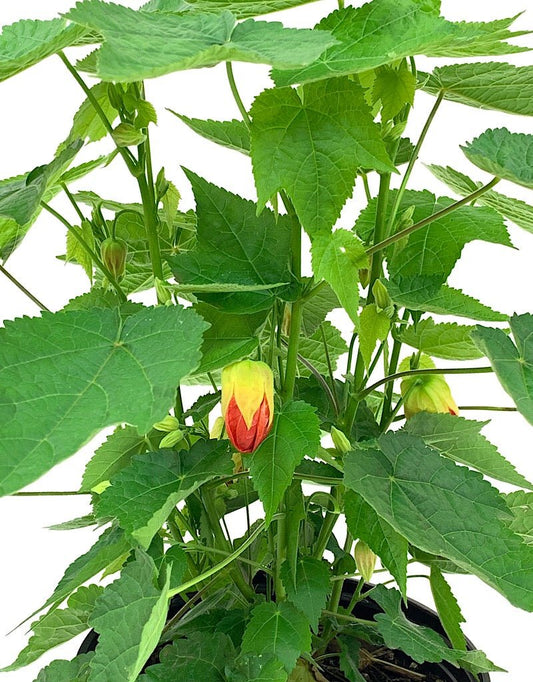 Abutilon 'Lucky Lantern Tangerine' - 1 gal - The Garden Corner