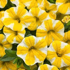 Calibrachoa 'Lemon Slice'
