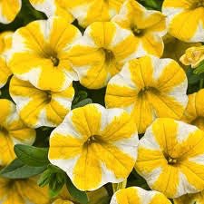 Calibrachoa 'Lemon Slice' - The Garden Corner