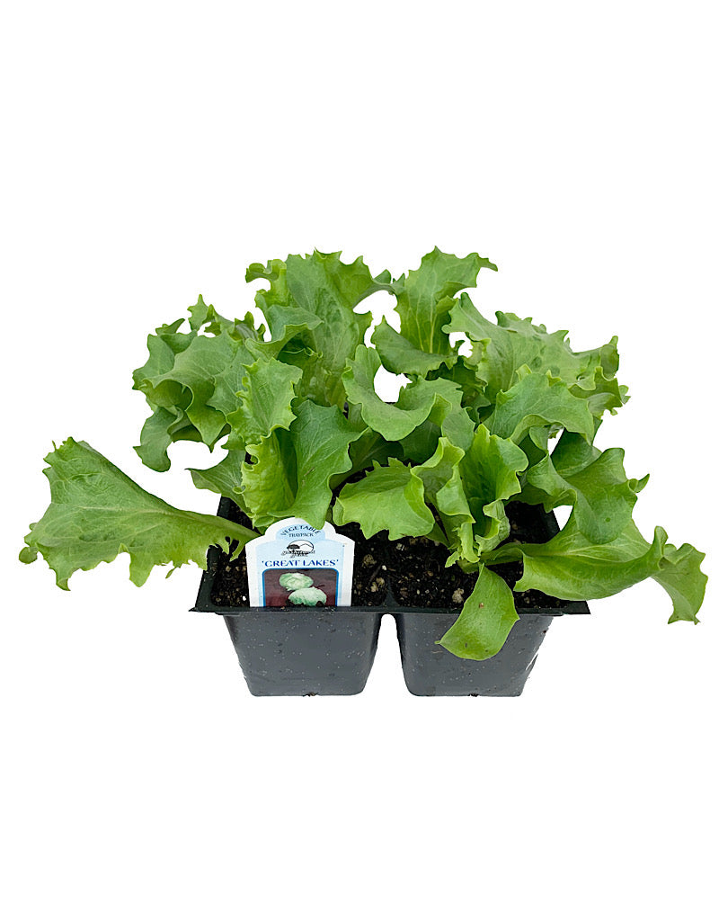 Lettuce 'Great Lakes Iceberg' Traypack