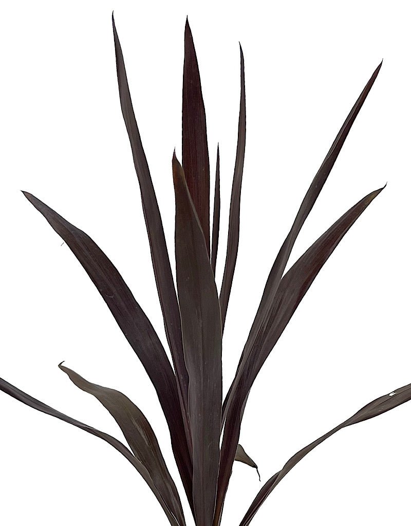 Cordyline obtecta 'Superstar' 1 Gallon - The Garden Corner