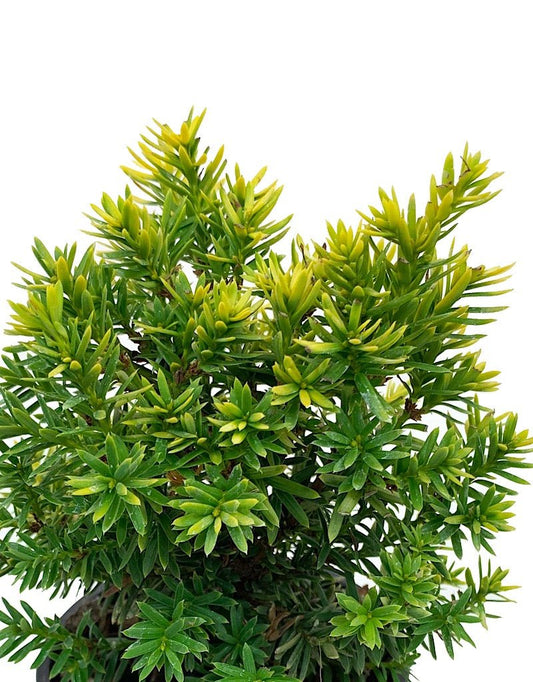 Taxus cuspidata 'Nana Aurescens' 4 Inch - The Garden Corner