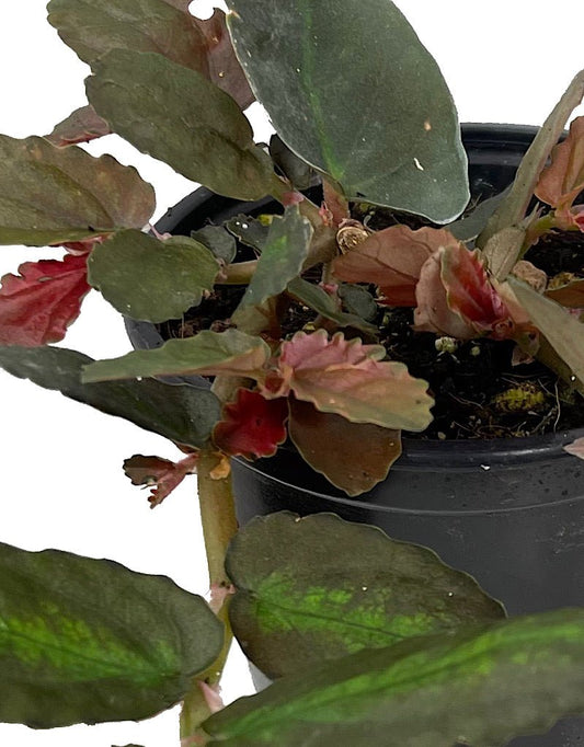 Pellionia repens Quart - The Garden Corner