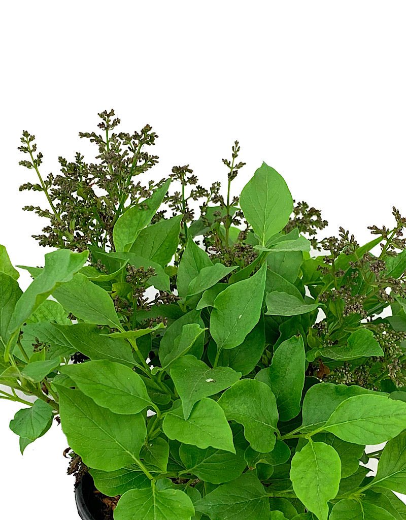 Syringa 'Miss Kim' 1 Gallon - The Garden Corner