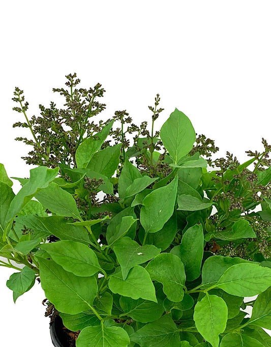 Syringa 'Miss Kim' 1 Gallon - The Garden Corner