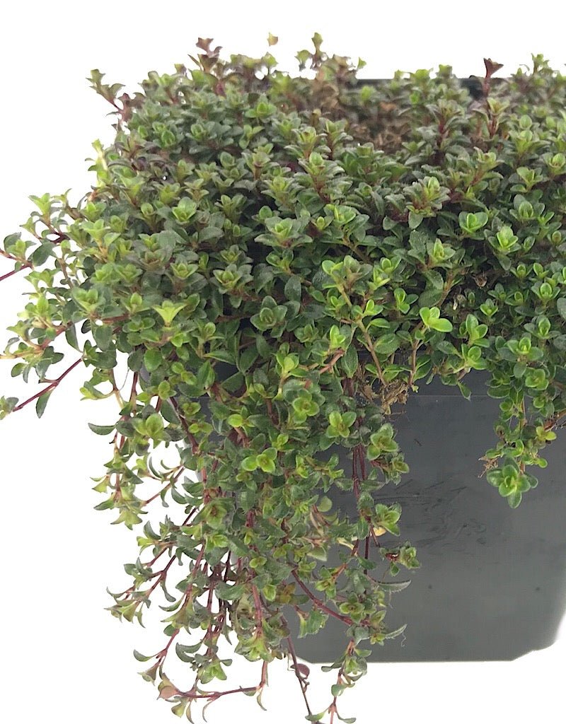 Thymus praecox 'Coccineus' - Groundcovers