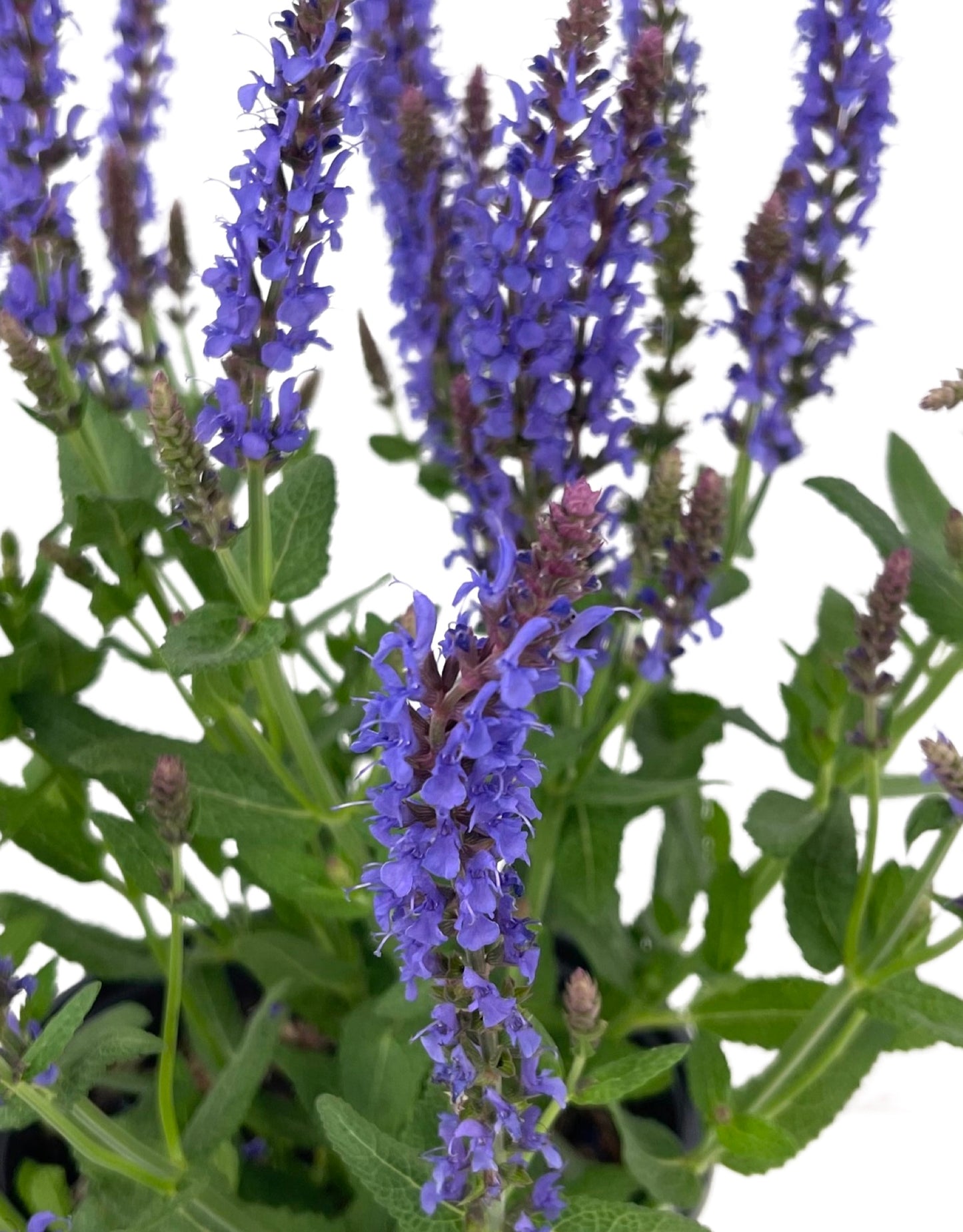 Salvia nemorosa 'Blue Hill' 1 Gallon - The Garden Corner
