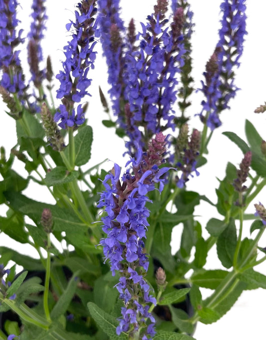 Salvia nemorosa 'Blue Hill' 1 Gallon - The Garden Corner