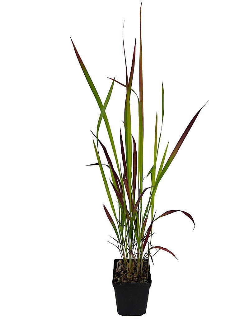 Imperata cylindrica 'Red Baron' - Perennials
