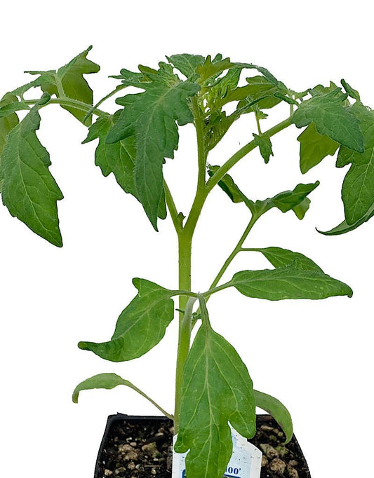 Tomato 'Sweet 100' - The Garden Corner