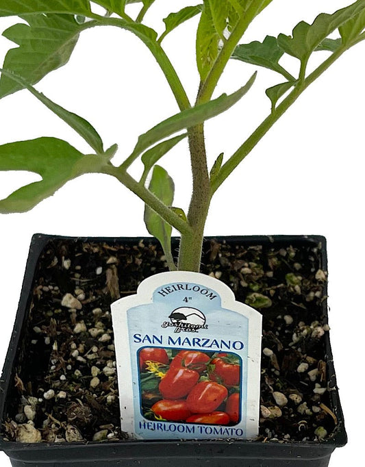 Tomato 'San Marzano' - The Garden Corner