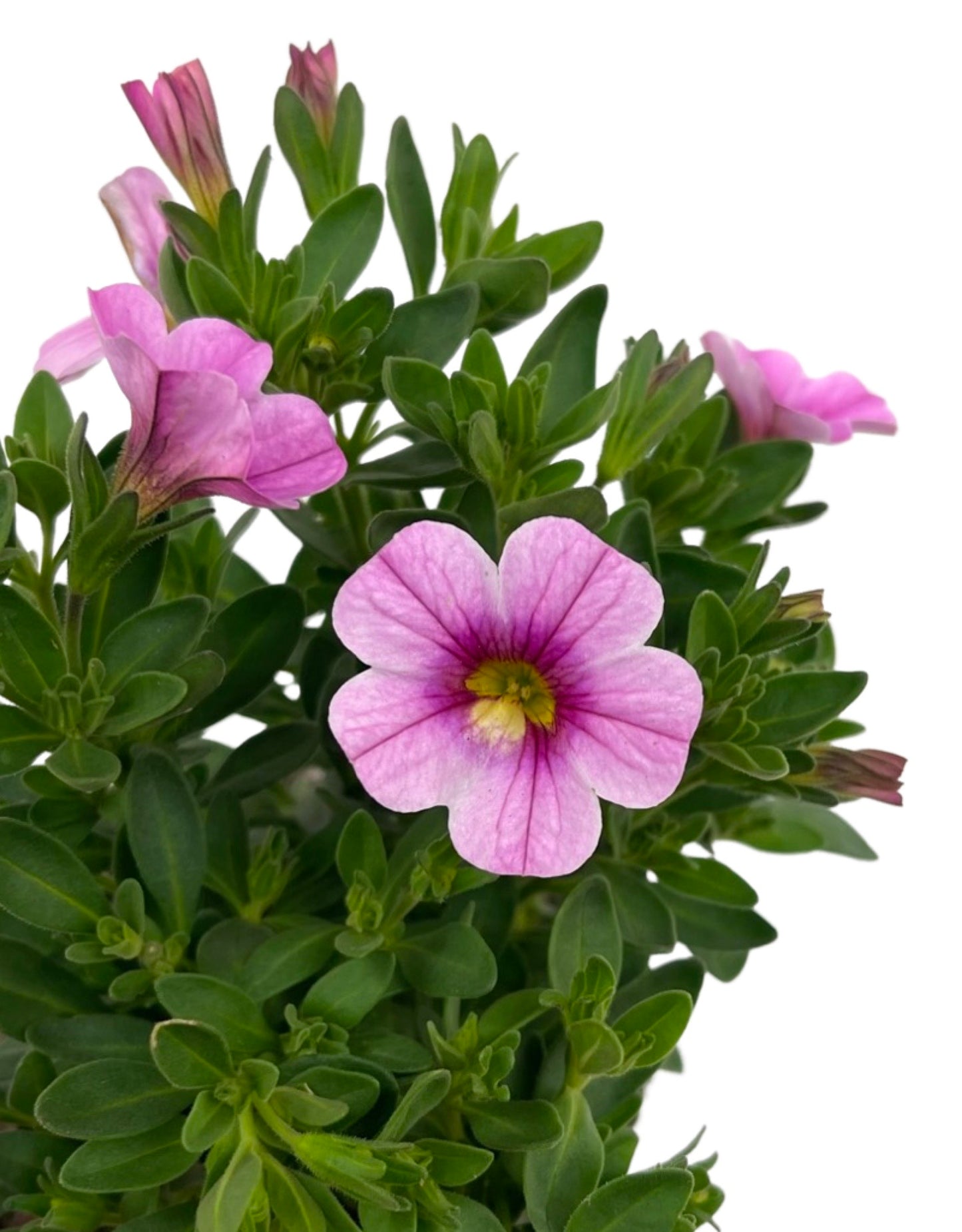 Calibrachoa 'Conga Pink 4 Inch - The Garden Corner