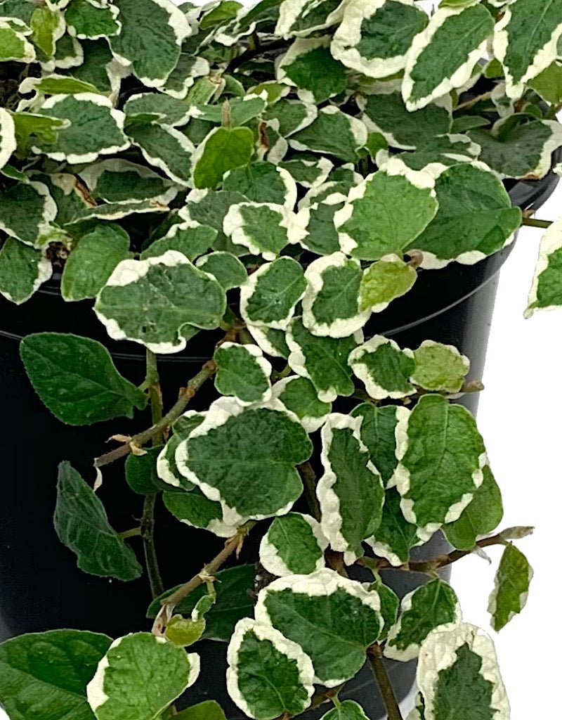 Ficus pumila 'Variegata' - The Garden Corner