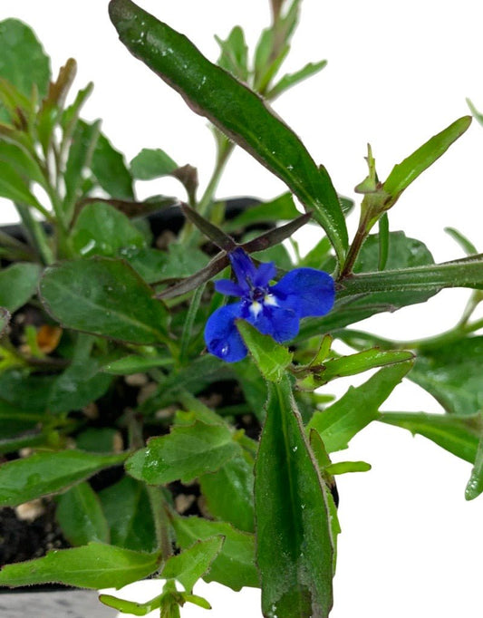 Lobelia 'Techno Dark Blue' - The Garden Corner