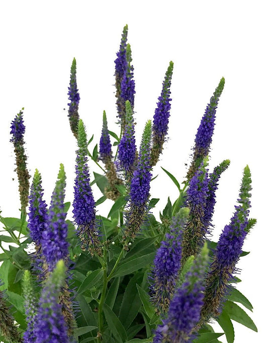 Veronica 'Glory' - 1 gal - The Garden Corner