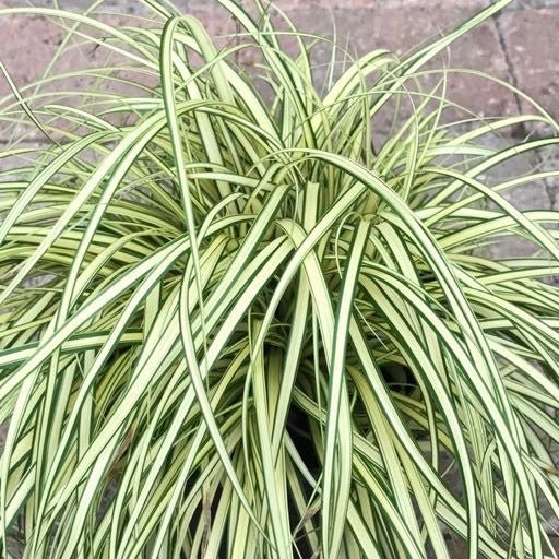 Carex oshimensis 'Evergold' - The Garden Corner