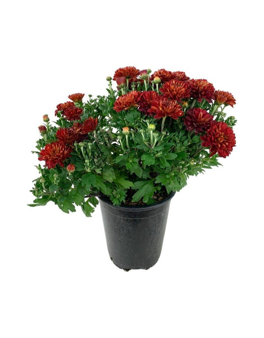 Garden Mum - Seasonal Plant
