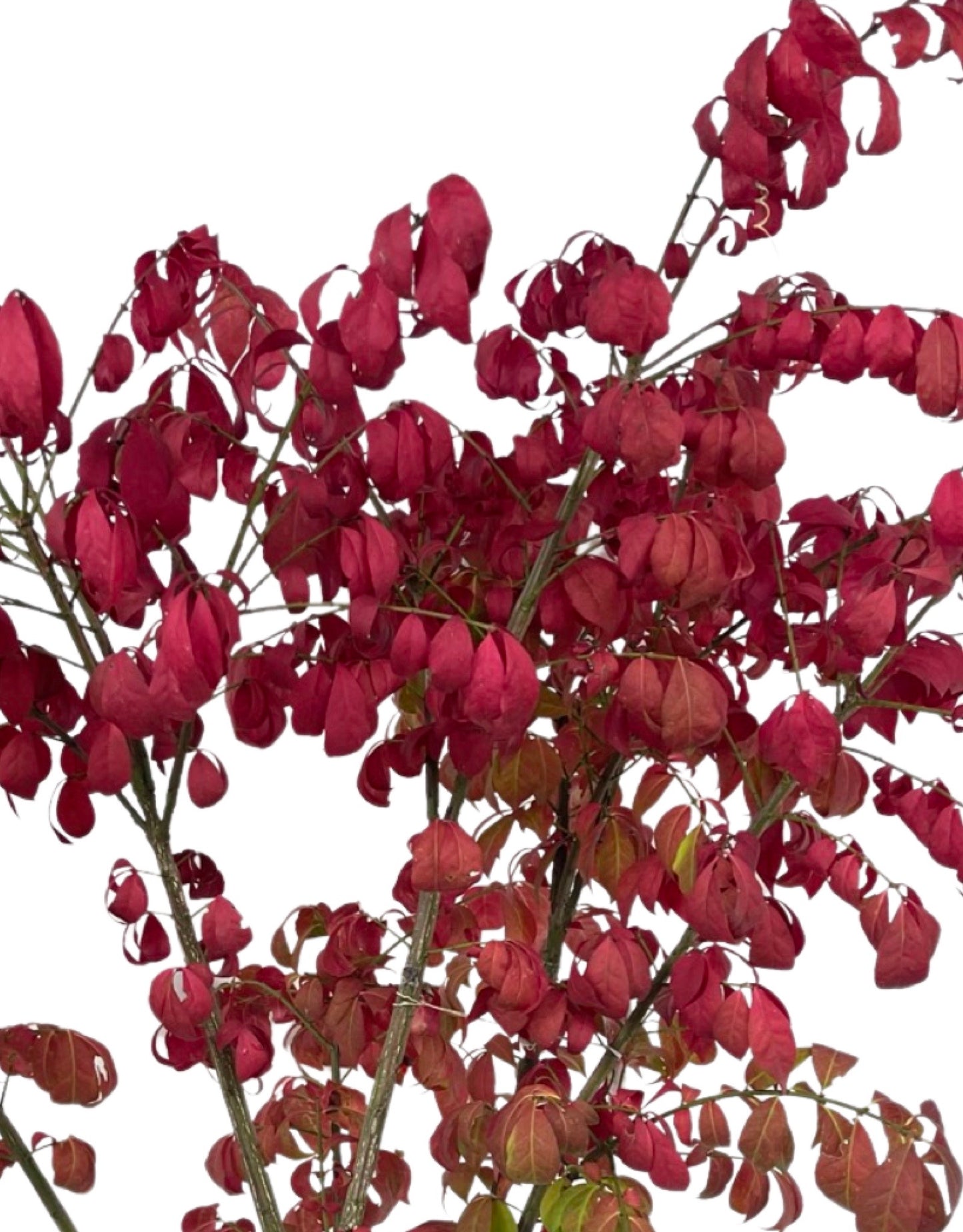 Euonymus alatus 'Compacta' 1 Gallon - The Garden Corner