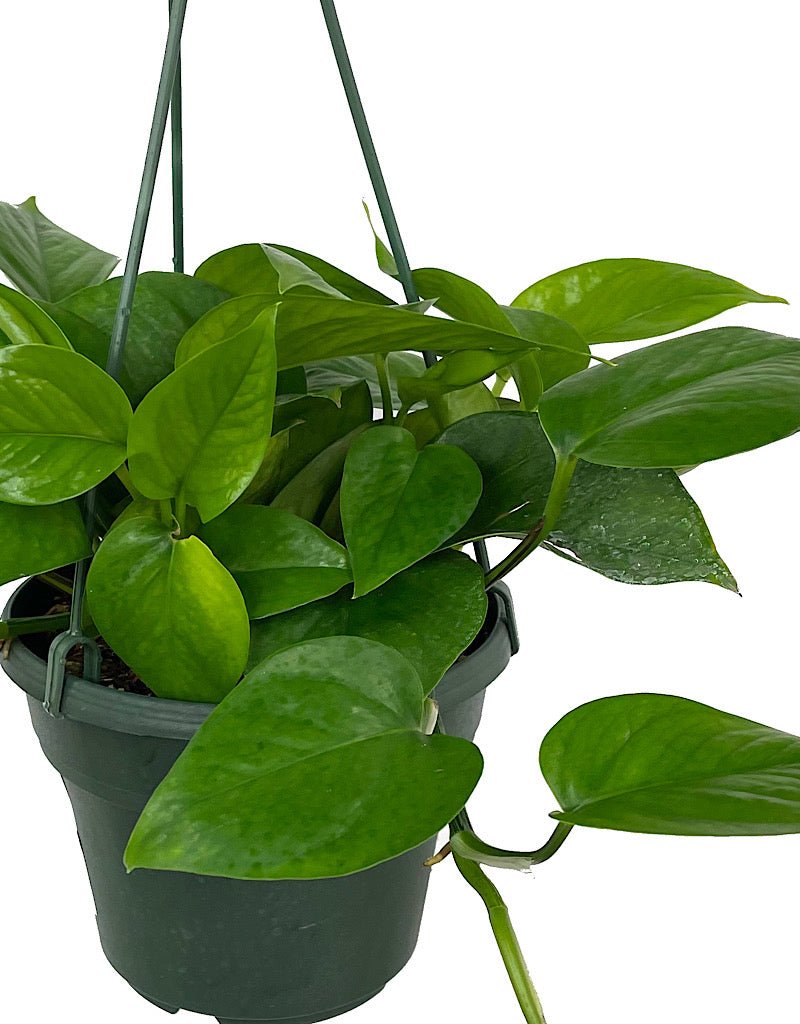 Epipremnum 'Jade' - The Garden Corner