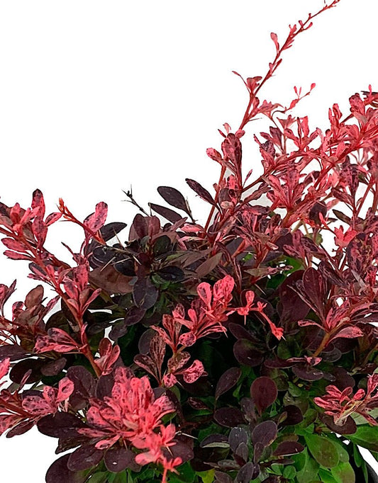 Berberis thunbergii 'Rose Glow' 1 Gallon - The Garden Corner