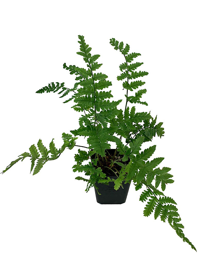 Dryopteris c. ssp. 'Montana' 4 inch