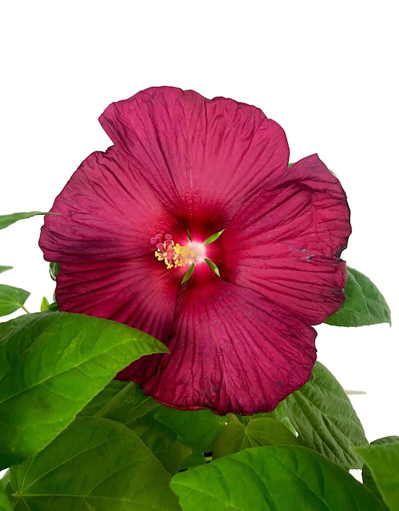Hibiscus 'Luna Red' 1 Gallon - The Garden Corner
