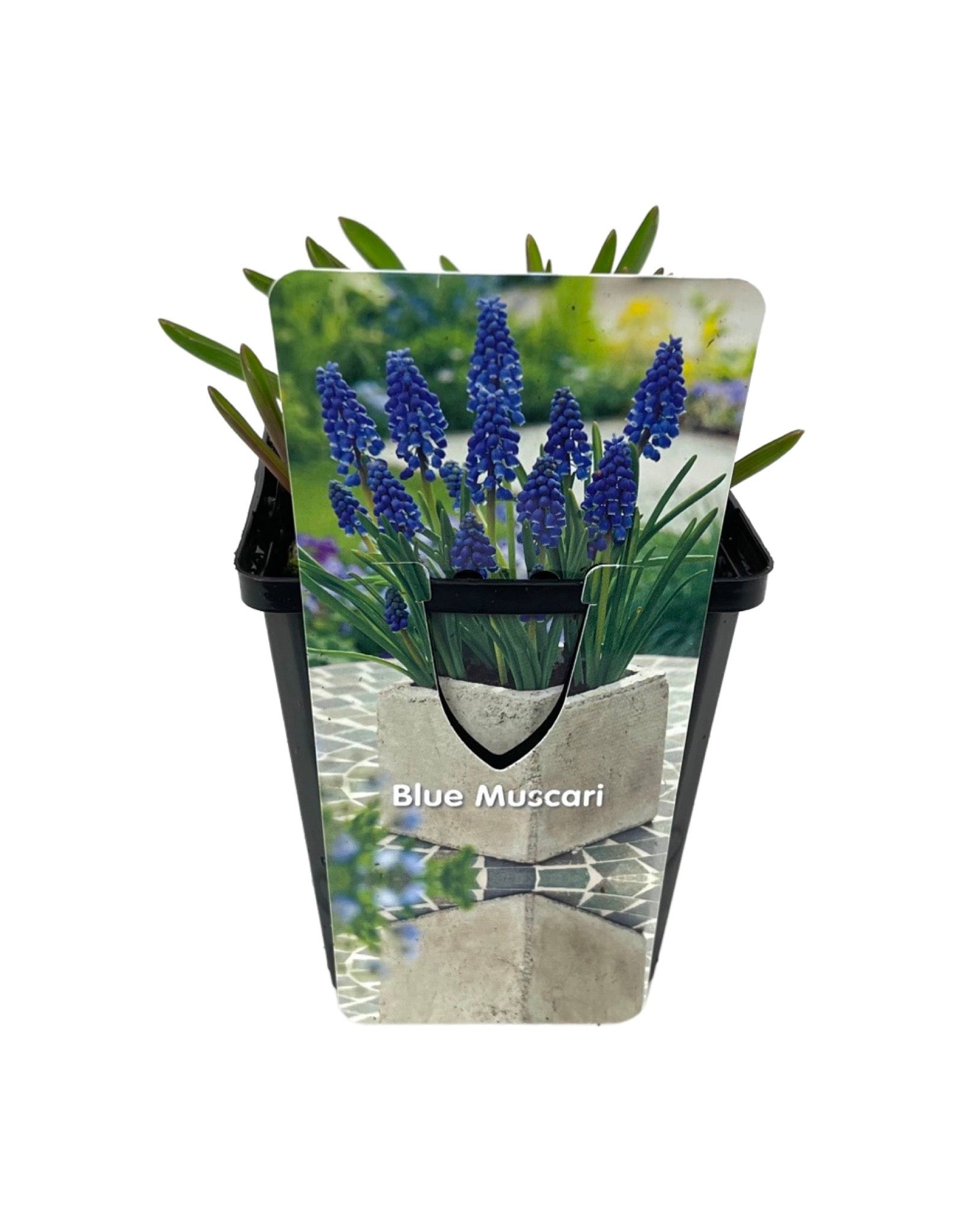 the garden corner seeds Muscari armeniacum – The Garden Corner