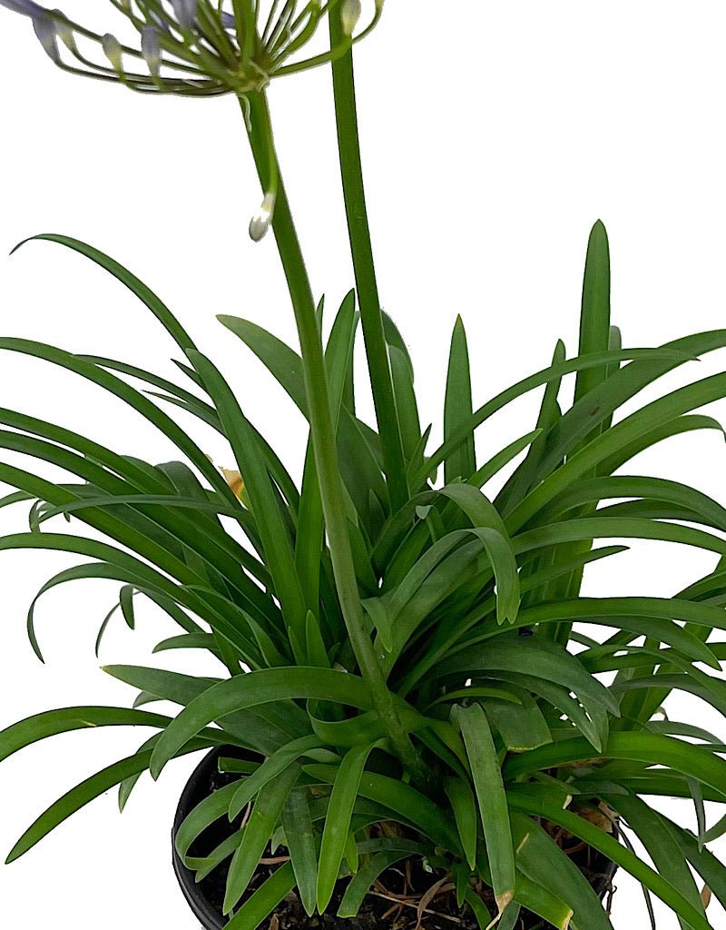 Agapanthus 'Queen Anne' 1 Gallon - The Garden Corner