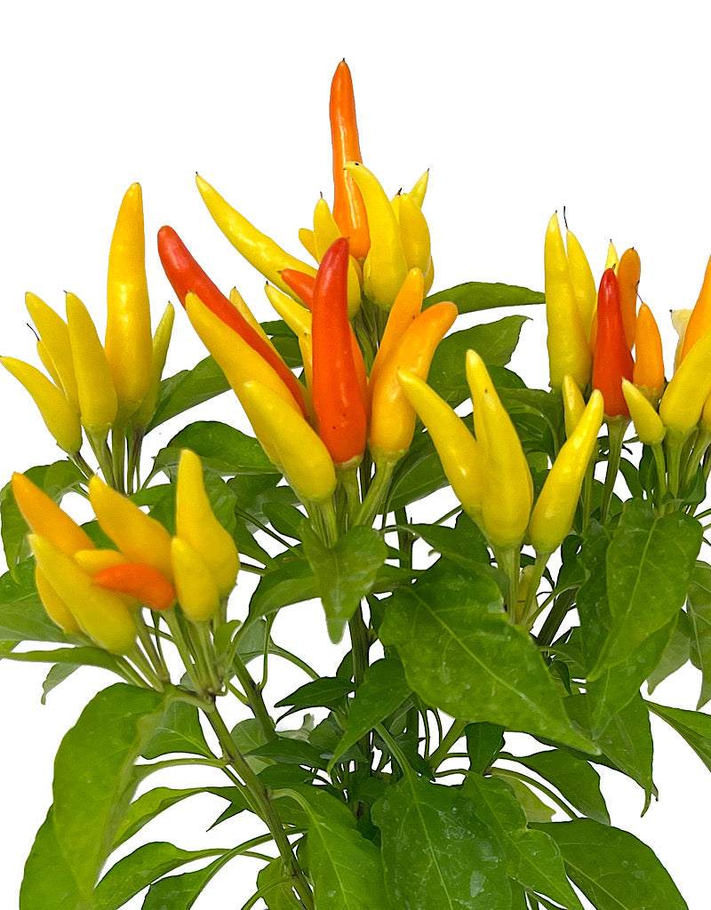 Capsicum annuum 'Chilly Chili' Quart