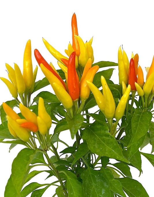 Capsicum annuum 'Chilly Chili' Quart - The Garden Corner