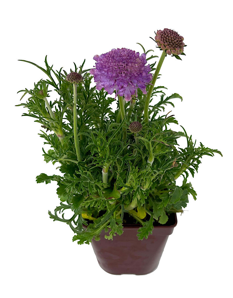 Scabiosa 'Harlequin Blue' Quart